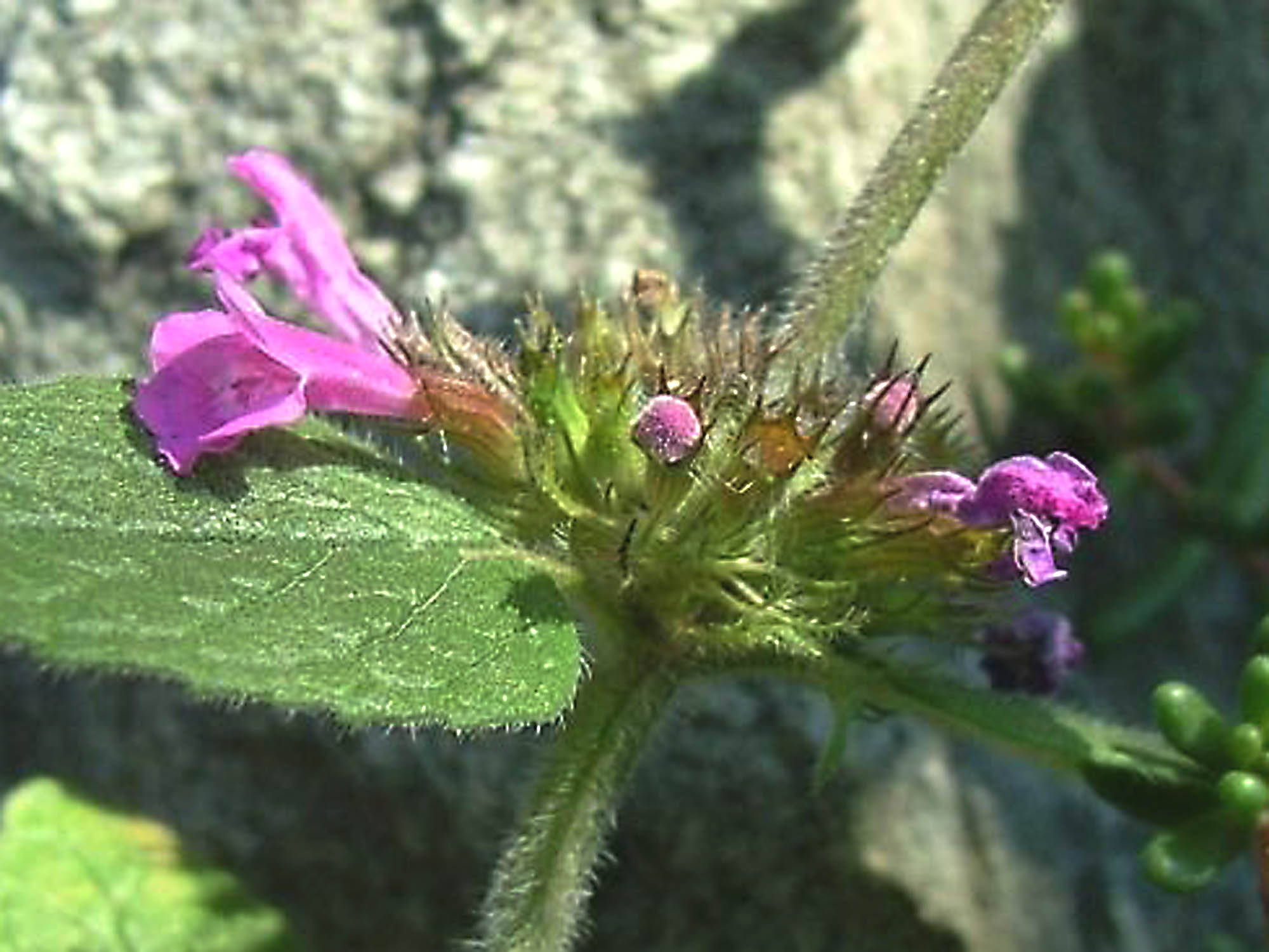 Clinopodium vulgare